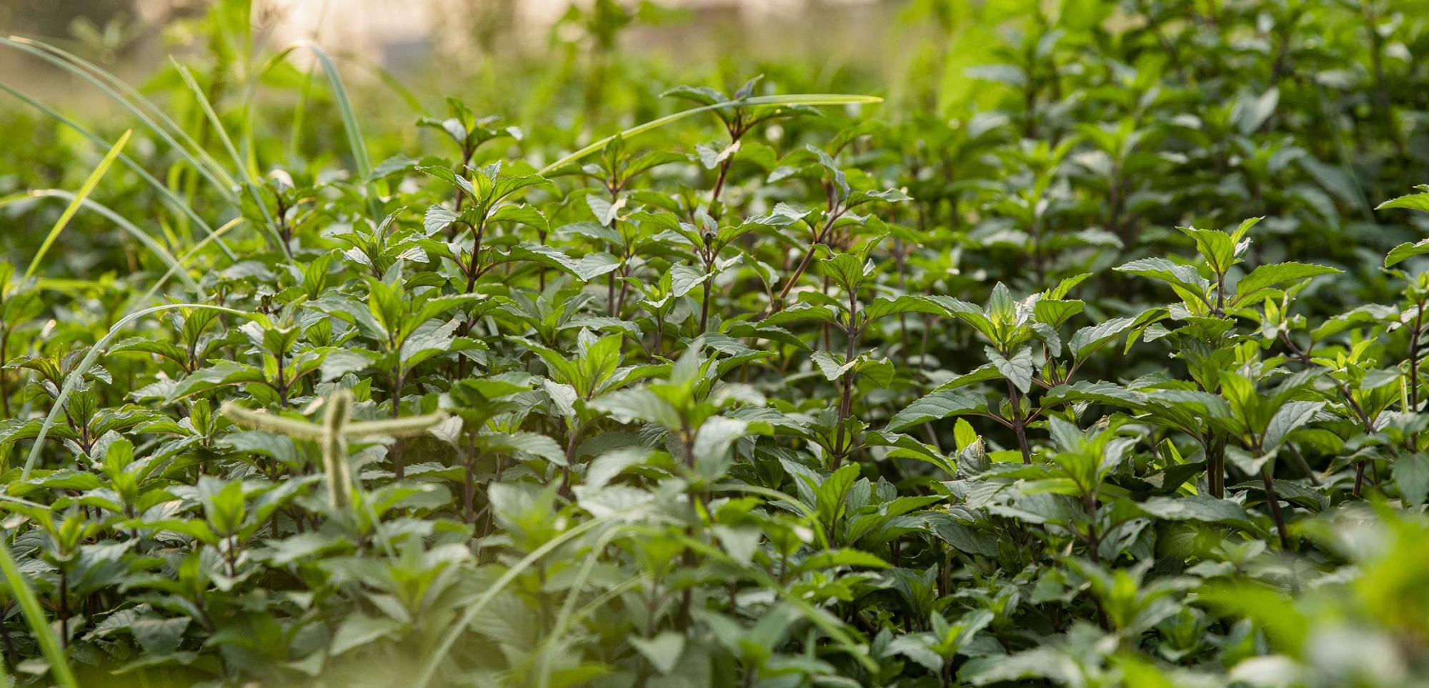 Смесь масел 'СуперМинт' Смесь масел 'СуперМинт'