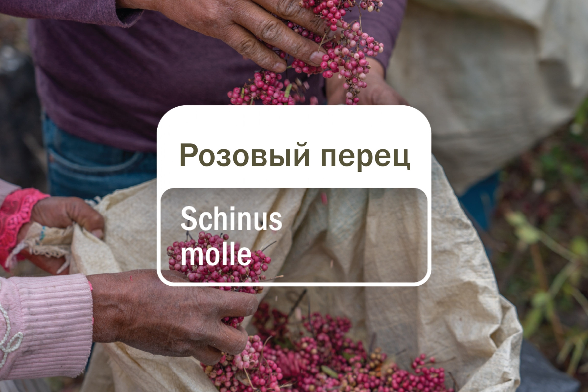 Эфирное масло 'Розовый перец' Эфирное масло 'Розовый перец'