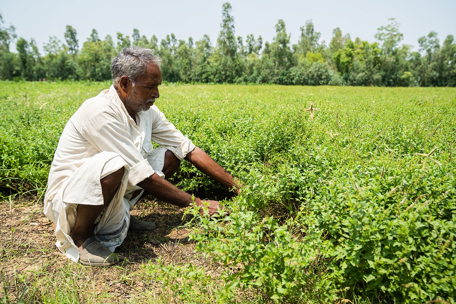 Смесь масел 'СуперМинт'