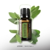 Эфирное масло doTERRA Испанский шалфей, Spanish Sage, 15 мл - Однокомпонентные эфирные масла - Каталог товаров