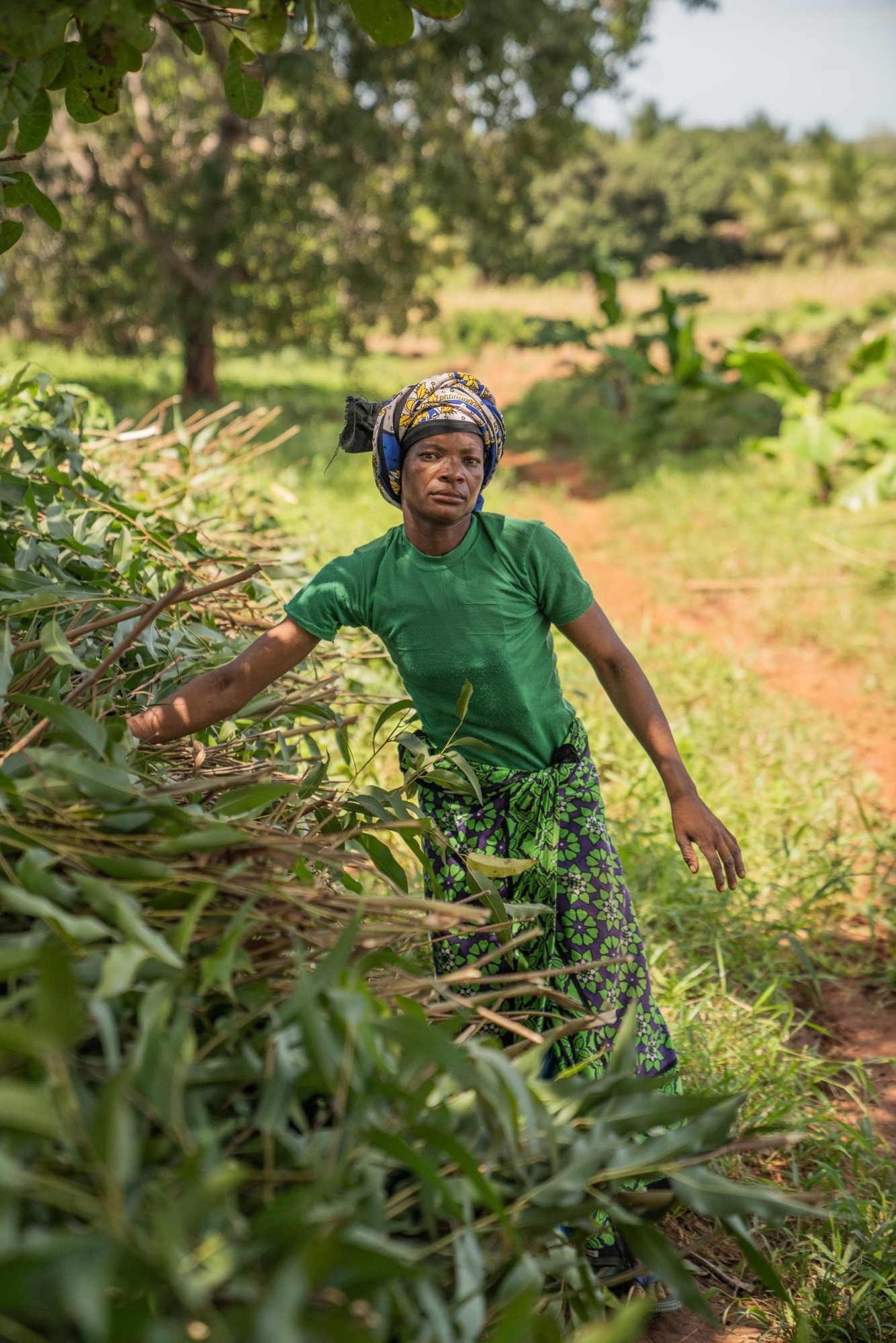 Эфирное масло doTERRA Лимонный эвкалипт, Lemon eucalyptus, 15 мл - Однокомпонентные эфирные масла - Каталог товаров