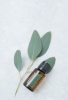 Смесь эфирных масел doTERRA Эвкалипт (из 5-ти уникальных видов), Eucalyptus, 15 мл - Однокомпонентные эфирные масла - Каталог товаров