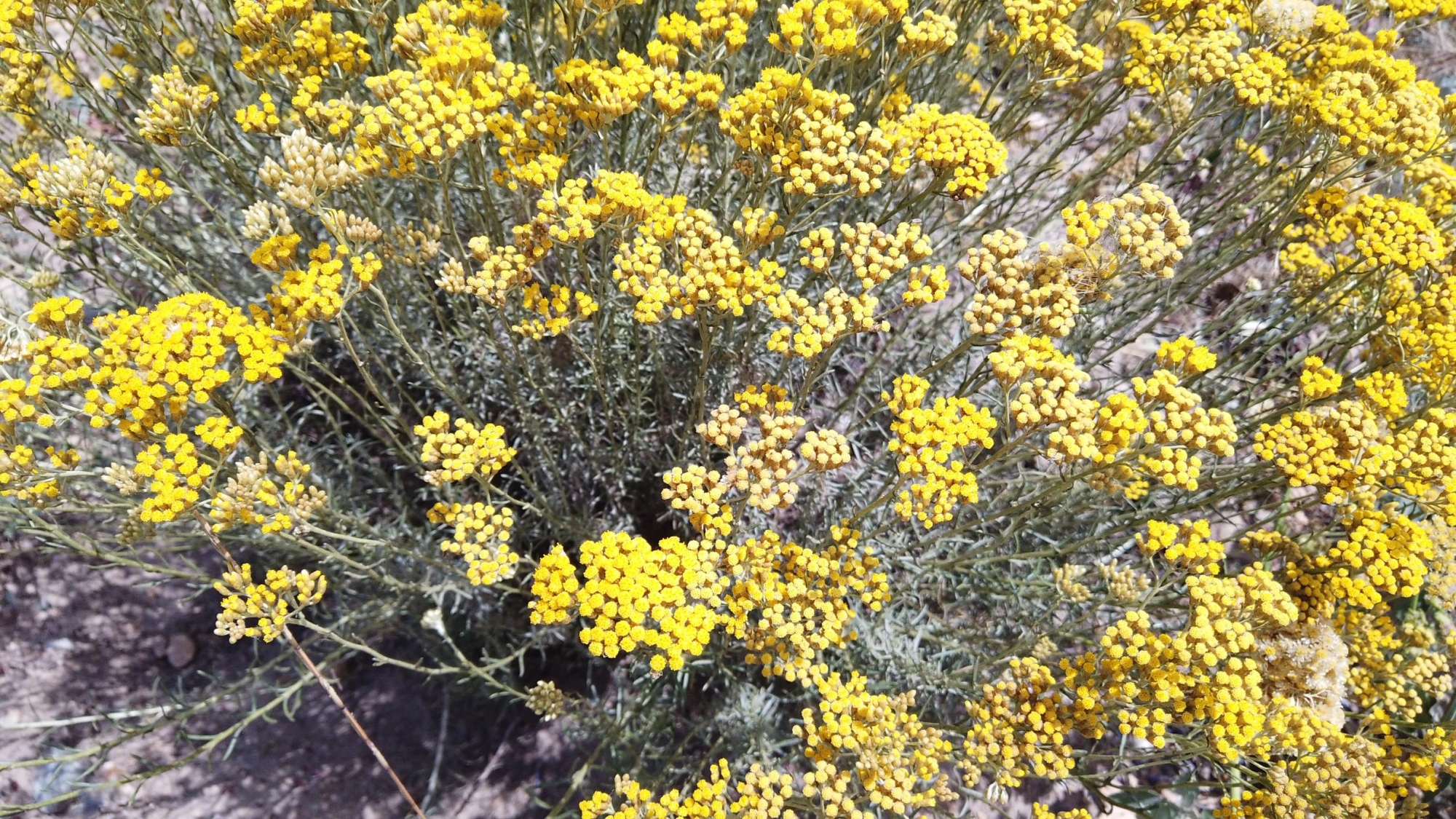 Эфирное масло doTERRA Бессмертник, Helichrysum, 5 мл - Однокомпонентные эфирные масла - Каталог товаров