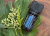 "Дип Блю" успокаивающая смесь эфирных масел для массажа, doTERRA Deep Blue, 5 мл - Смеси эфирных масел - Каталог товаров