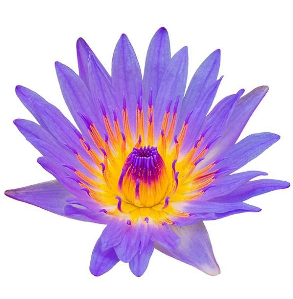 doTERRA Touch Голубой лотос, Blue Lotus, роллер 10 мл - Однокомпонентные эфирные масла - Каталог товаров