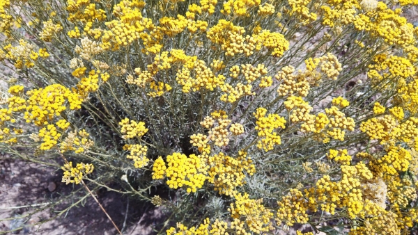doTERRA Touch Бессмертник, Helichrysum, роллер 10 мл - Однокомпонентные эфирные масла - Каталог товаров