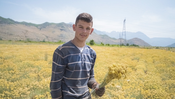 doTERRA Touch Бессмертник, Helichrysum, роллер 10 мл - Однокомпонентные эфирные масла - Каталог товаров