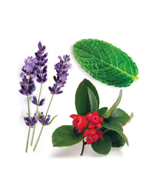 "Пасттенс" расслабляющая смесь эфирных масел, doTERRA Touch PastTense, роллер 10 мл - Смеси эфирных масел - Каталог товаров