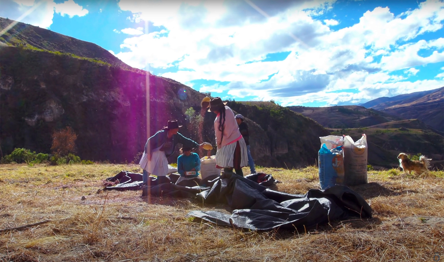 Эфирное масло 'Розовый перец'