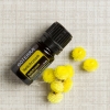 Эфирное масло doTERRA Бессмертник, Helichrysum, 5 мл - Однокомпонентные эфирные масла - Каталог товаров